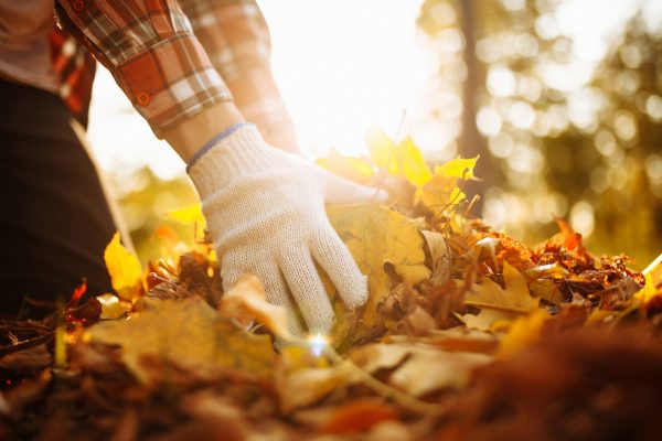 If you’re stuck wondering how to dispose of leaves in the fall, read on to learn what you should and shouldn’t do to discard fall leaves.