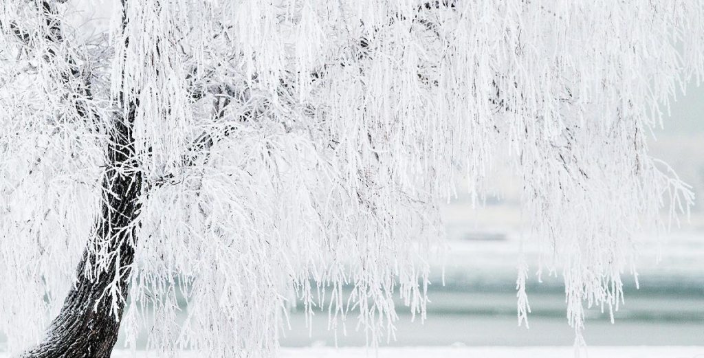 A willow can add plenty of interest to a snow-covered yard with its unique shape. It is also an excellent source of shade come summer.