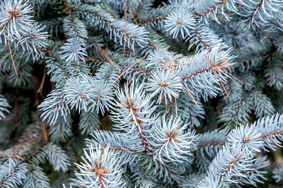 Not only do blue spruce provide a beautiful and fragrant windbreak during Utah winters, but they’re also drought resistant and don’t require much maintenance throughout the year.
