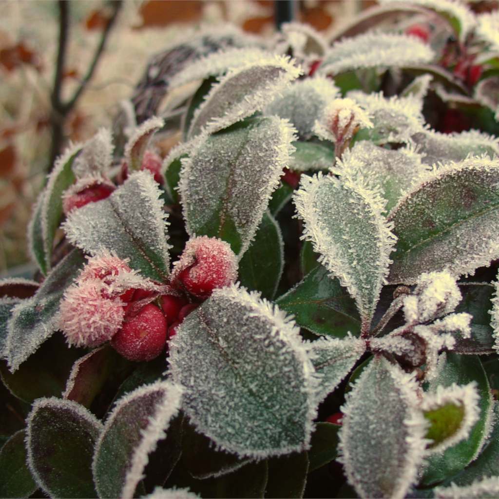 Another drought-resistant powerhouse, holly is possibly the most iconically picturesque option for great winter shrubs in Utah