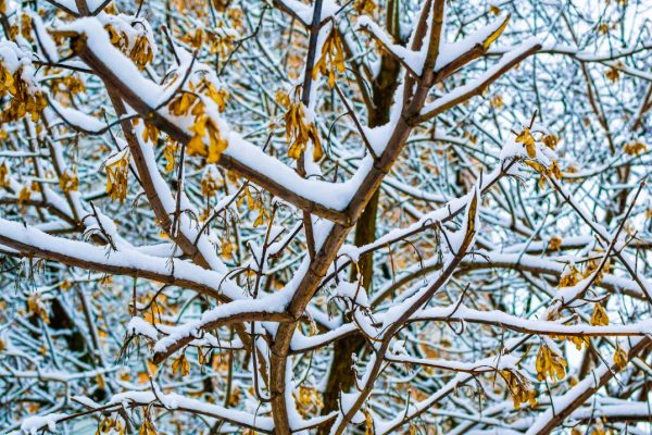 Find out what’s going to thrive in your yard this season and what’s definitely going to bite the snow-covered dust. Winter yard survival in Utah has never been easier.