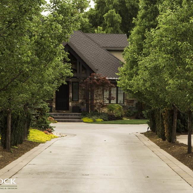 landscaping trees to line long driveway