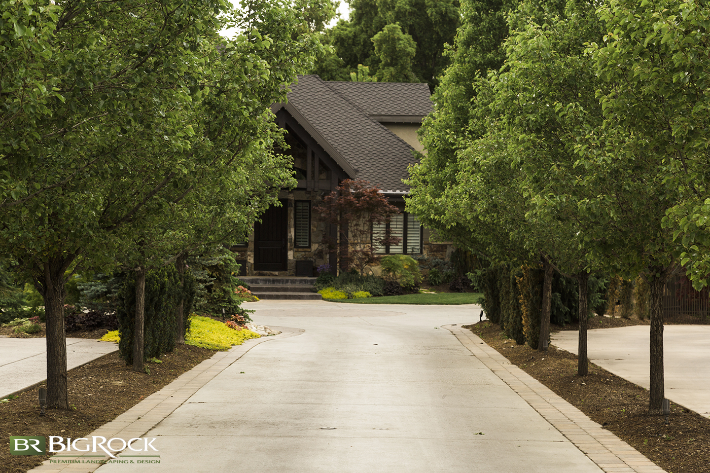 landscaping trees to line long driveway