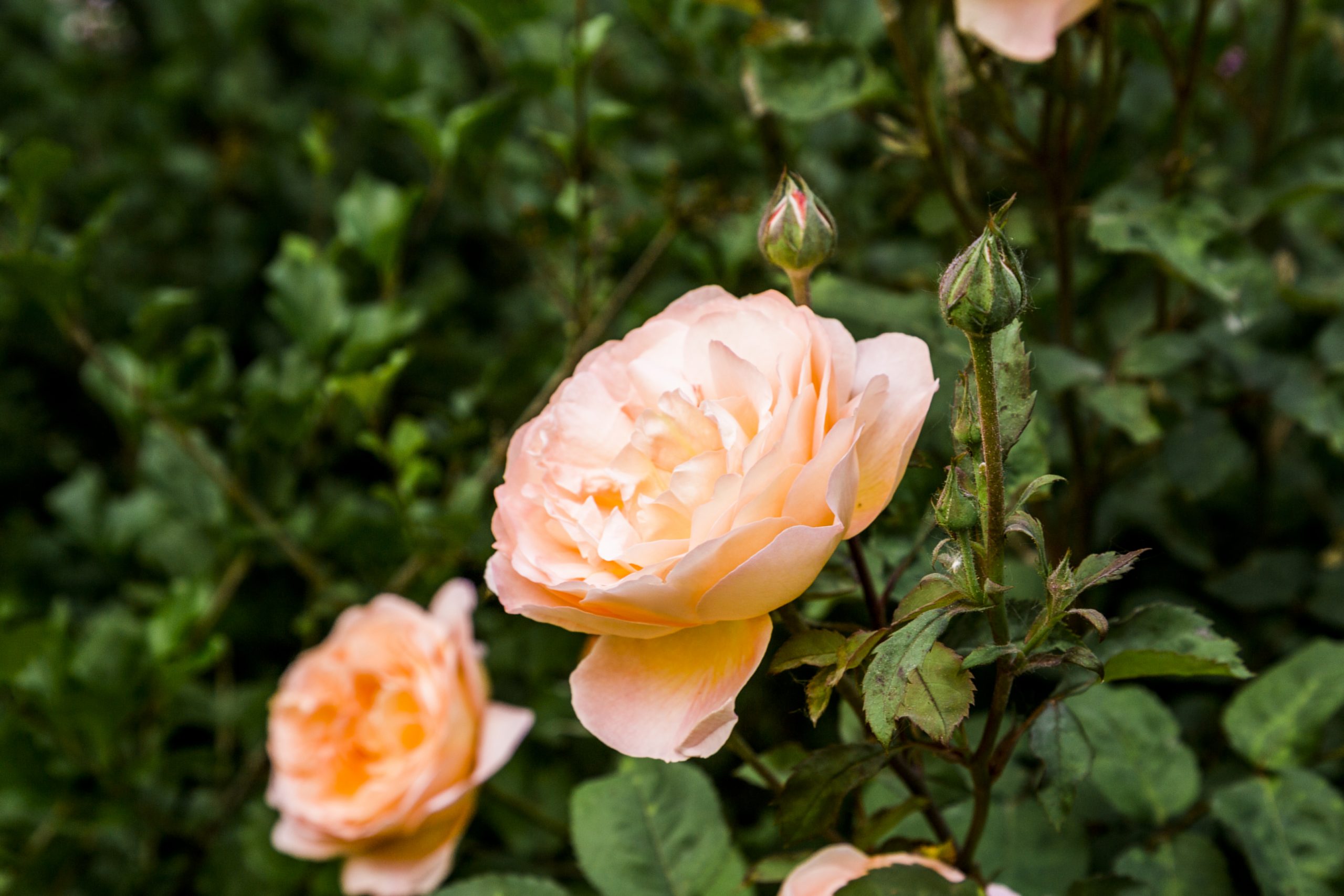 best roses for landscaping wasatch front utah