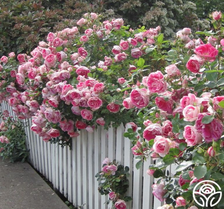 carefree rose for landscaping