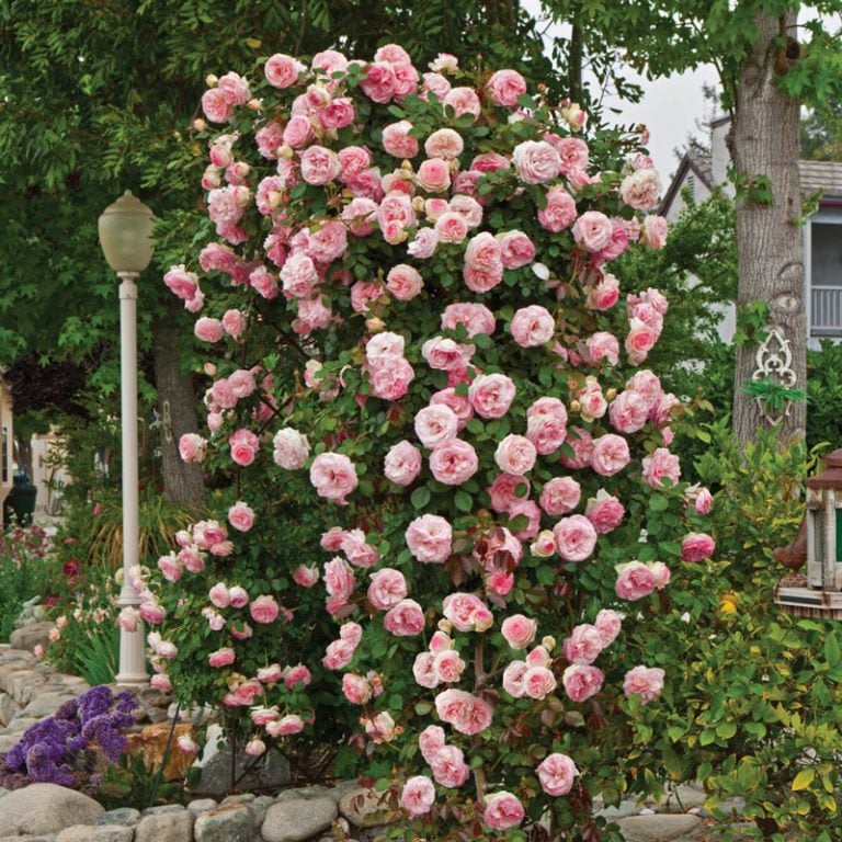 pearly gate climbing rose for landscaping