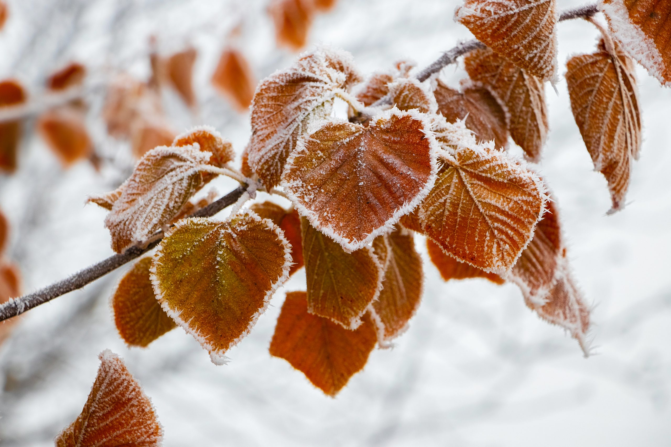 Everyone loves a tranquil winter wonderland…until that snowy blanket goes and breaks one of your favorite tree’s limbs.