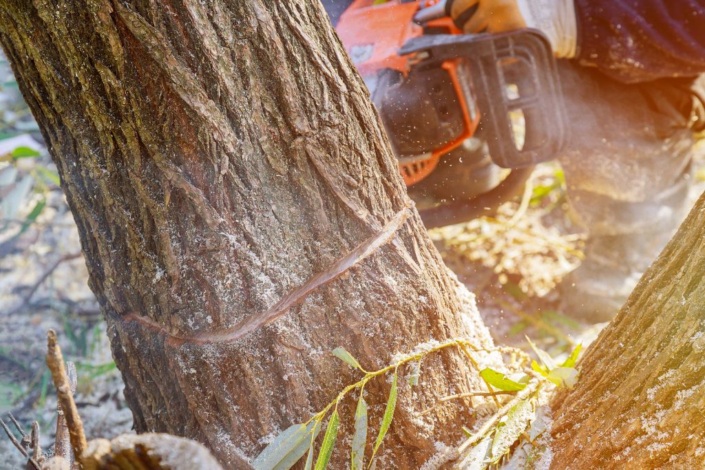 Many times, damaged tree branches are under a lot of strain with plenty of built-up momentum ready to release at the first sign of cutting.