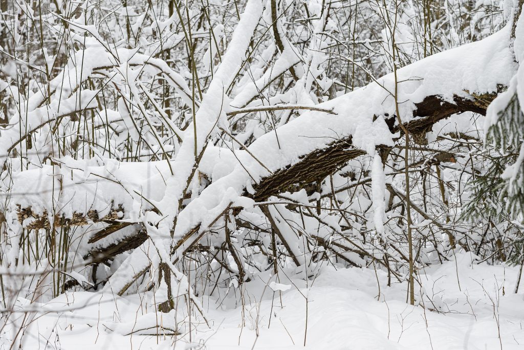 Here are a few things to look for and ask yourself when assessing how to, or whether or not you even can, fix a broken branch.