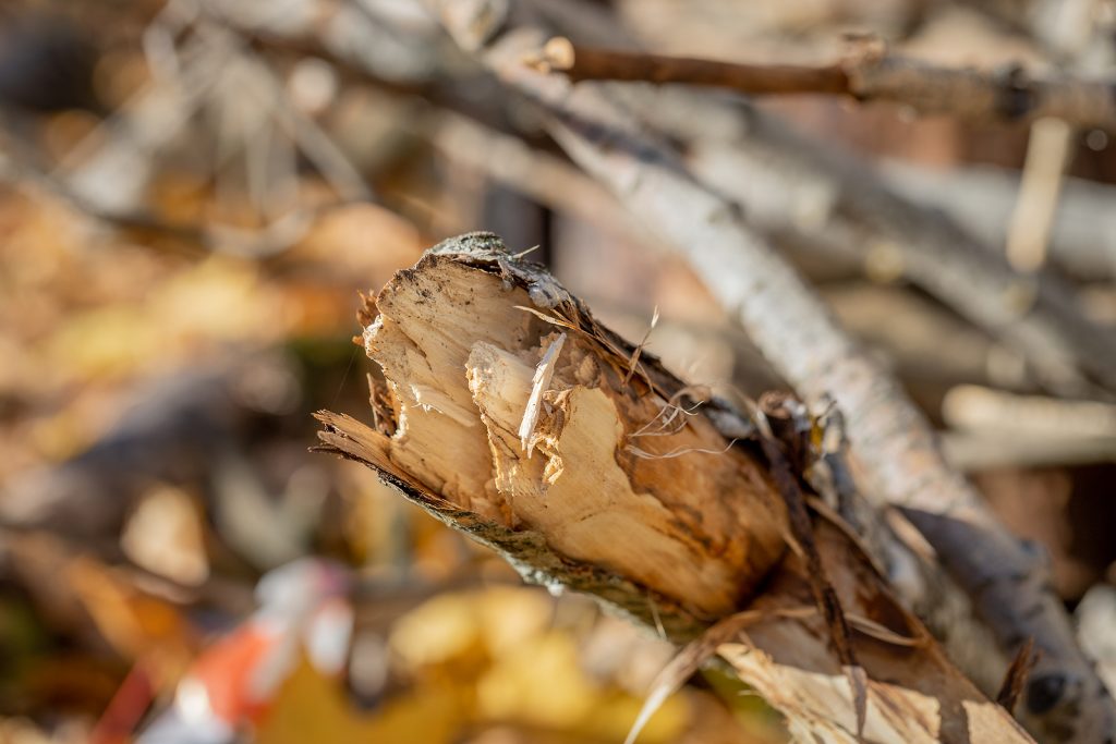 If your broken limb has actually torn away from the tree exposing the inner portion of the tree, carefully remove the branch and then use a sharp chisel or knife to cut away the ragged portion of the bark, leaving a clean wound that can heal much nicer and faster.