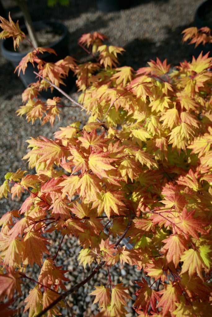 Your garden will change quite a bit during the winter. Taking pictures is a great way to see potential dead spots with no green or empty areas as annuals die away