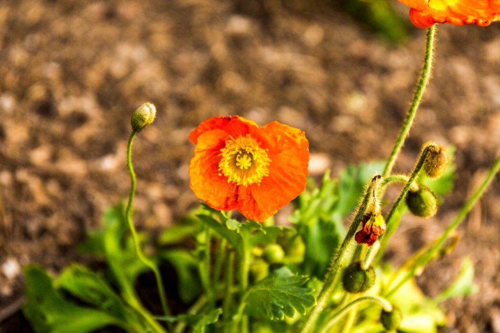 A crowd favorite for all types of bees, poppies are known for providing an abundance of pollen.