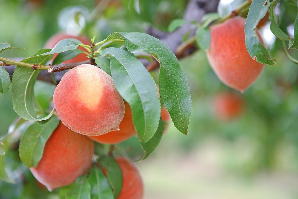 Keeping the tree compact helps you to be able to not only reach the fruit, but also helps to improve the strength of the tree by not allowing it to get too out of hand in size.