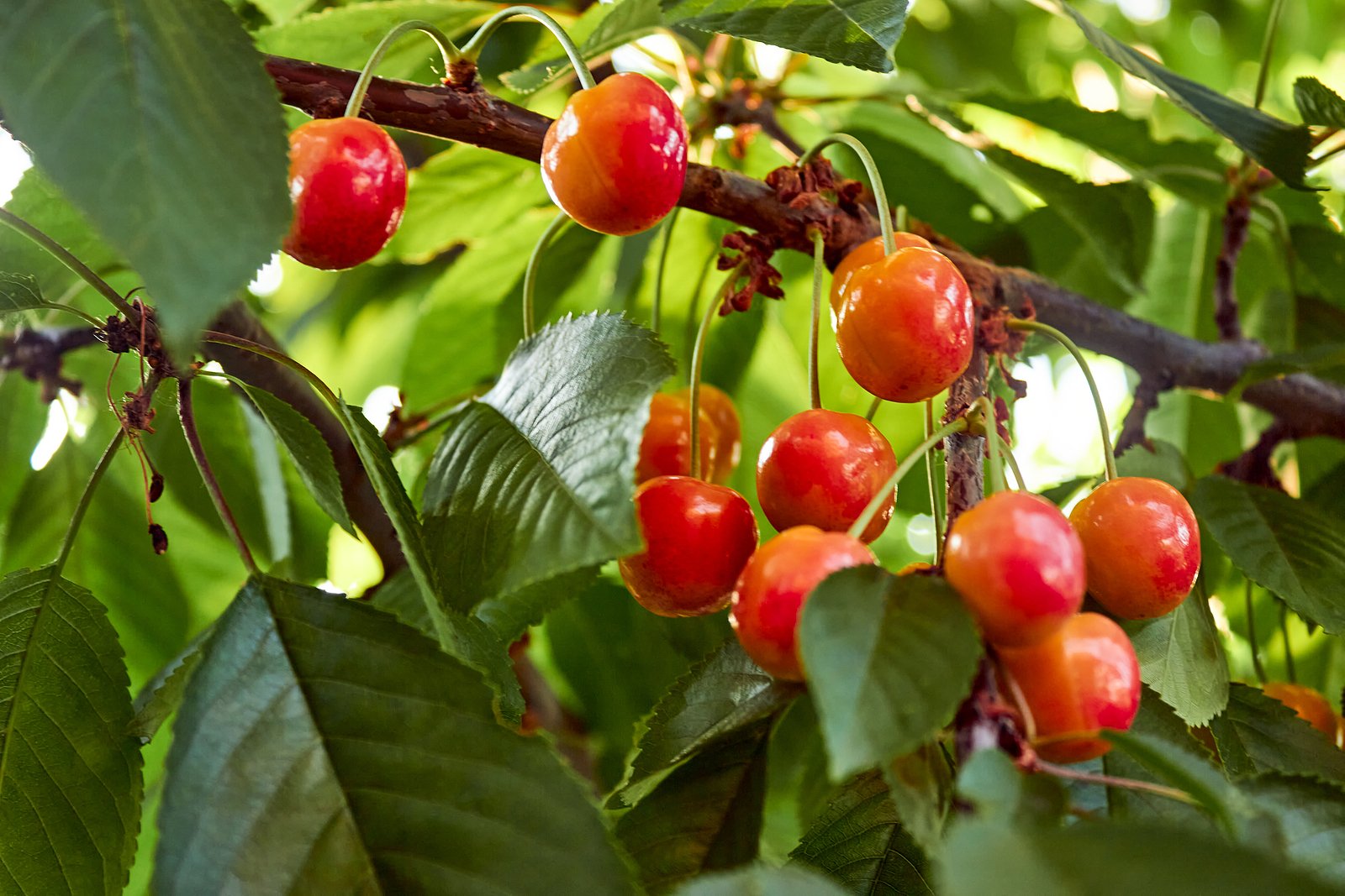 Pruning is an important part of taking care of a fruit tree, and if it's done at the wrong time or the wrong way, it can actually do more harm than good. Wondering when is the best time to prune fruit trees? This article will help you get your fruit tree pruning schedule done right.