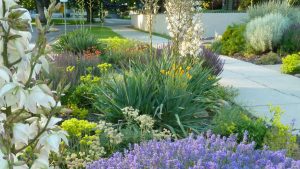 5 Drought Resistant Parking Strip Ideas - Big Rock Landscaping