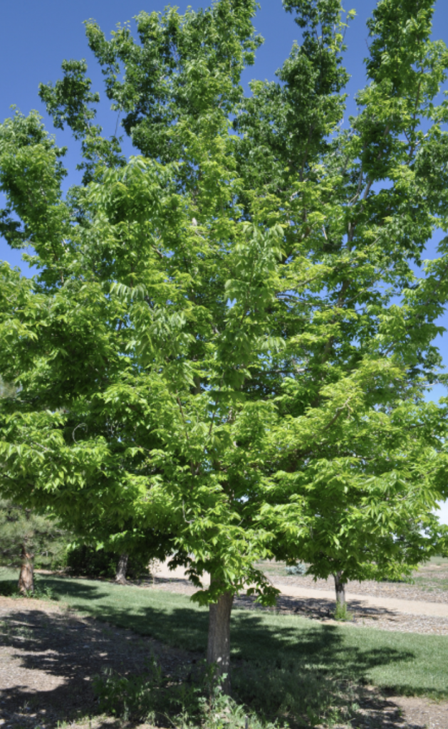This is an excellent tree for front yards as it doesn’t overtake the yard but provides shade and privacy.