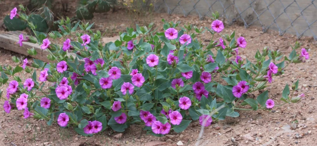 This flowering plant spreads horizontally to cover a lot of ground. It thrives in full sunlight, and can generally survive on rain and groundwater alone