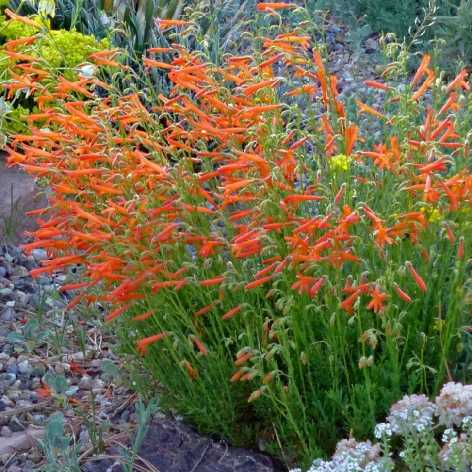 There are a lot of different varieties of this flowering plant, including colors like blue, orange, pink, purple, red, white, and yellow.