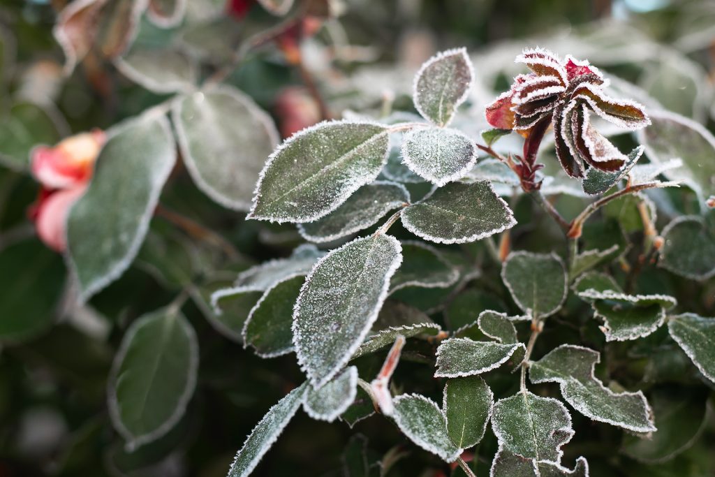 If you know there will be a late frost, you can use blankets or towels draped over shrubs to protect them from the late frost