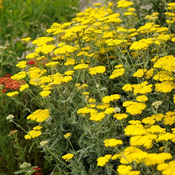 While not necessarily native to Utah, the many varieties of Yarrow are another example of drought resistant plants that thrive in the Utah climate.