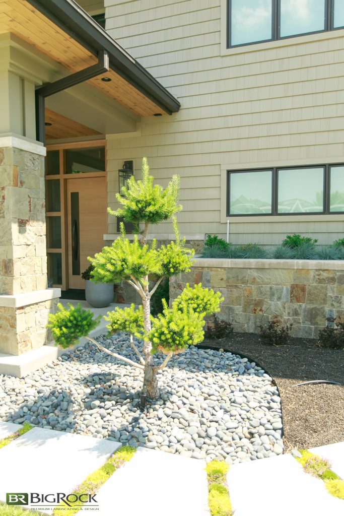 We planted two trees to frame the front door, adding depth and texture to the entryway.