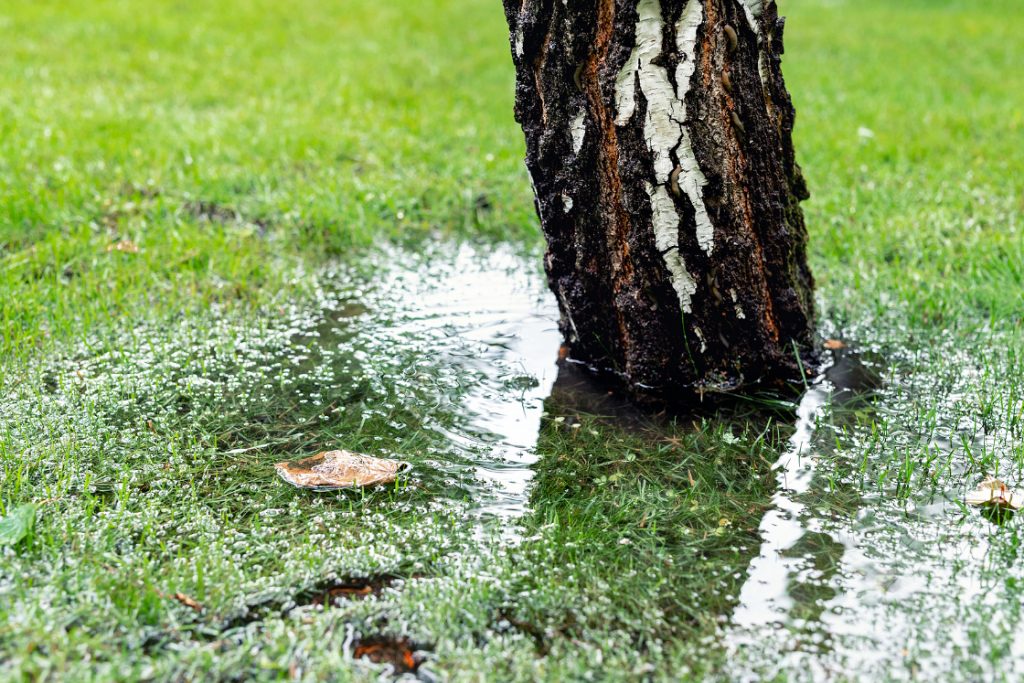 Standing water, spongy grass, mildewy or moldy smells, and unhealthy plants are all signs of too much water in your yard.