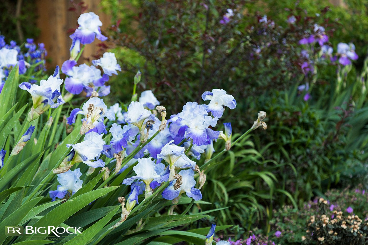 Popular for decades, English Garden landscaping is a beautiful way to add value and peaceful serenity to any home, even among the arid mountains of Utah.