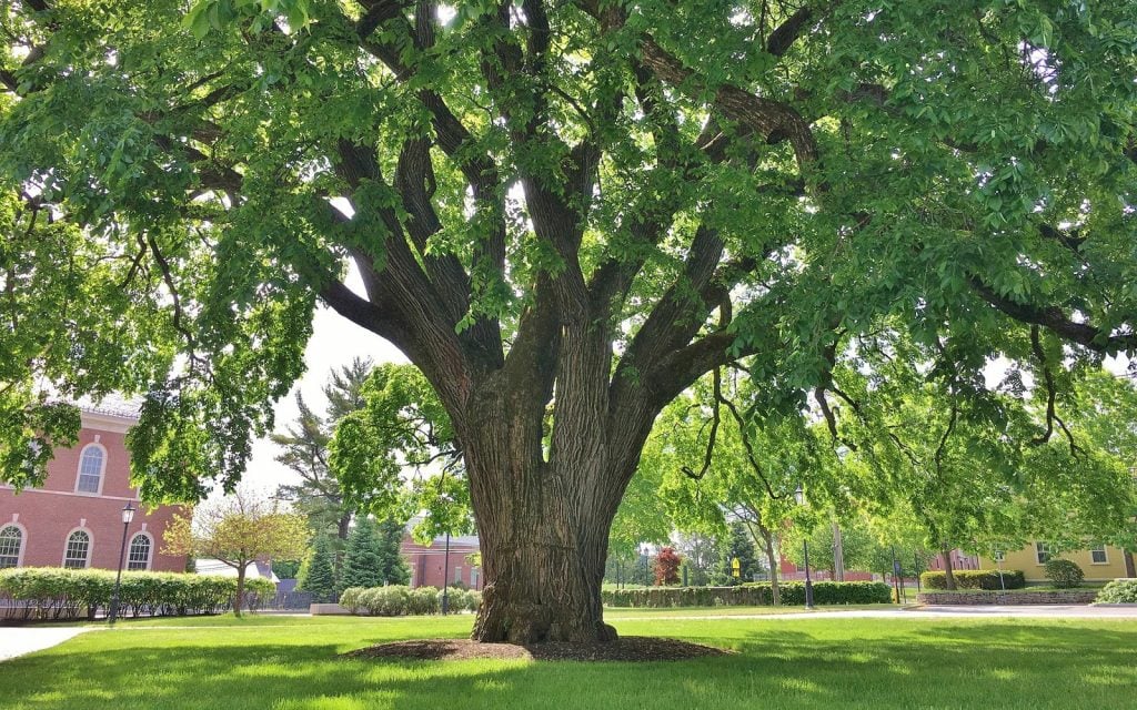 Imagine a large American elm growing up to 60 feet tall and spreading its extensive canopy across your property to provide abundant protection on hot days.