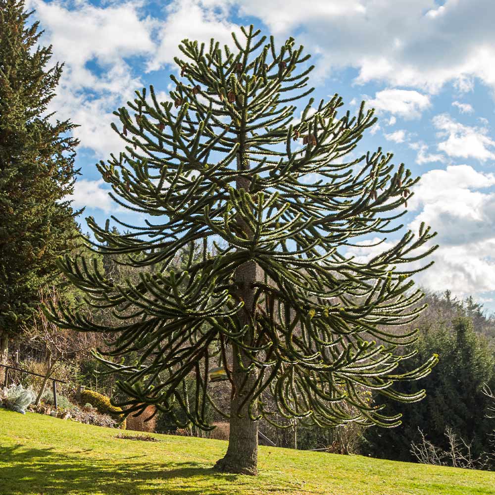 One fun option for a unique-looking tree that will grow well in southern Utah is the Monkey Puzzle tree.