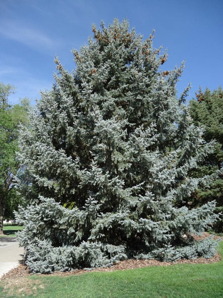 The Blue Spruce tree is a fantastic option for Zone 4 as it is originally native to Utah, intermountain states, and the Rocky Mountains.