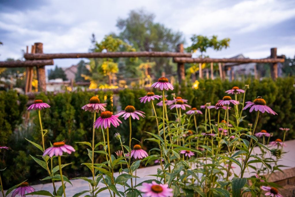 Planting many coneflowers together offers a stunning visual! Popular with butterflies, bees, and birds, the Coneflower is an excellent addition to any landscape design.