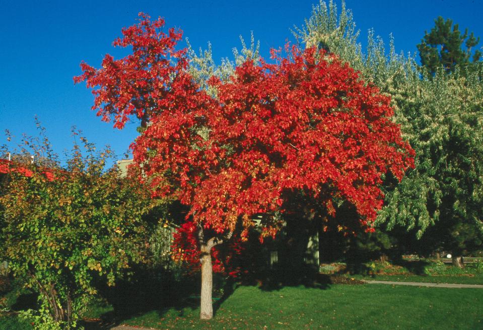 With incredible colors, the Ginnala/Amur Maple is always a crowd favorite. While it enjoys moist soil, it can also thrive in various soils. It also is known for being somewhat drought-tolerant. This tree will survive in the shade, but prefers full sunlight and will develop deeper fall colors if able to grow in a sun-filled setting.