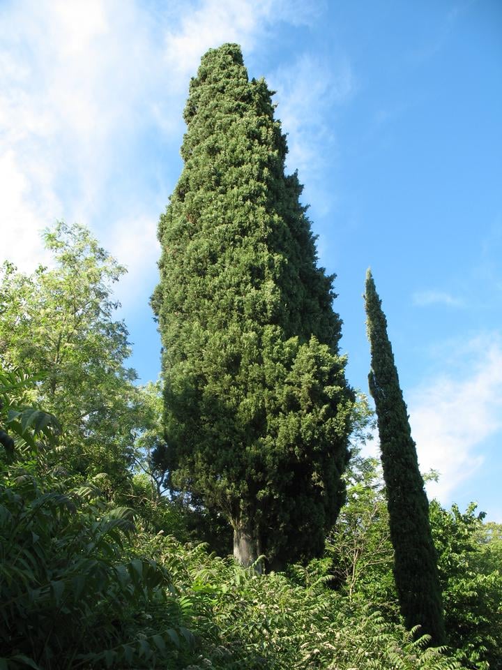 With a red-brown bark, this tree can be similarly compared to junipers. It is generally an evergreen color, ranging from green to dark green.