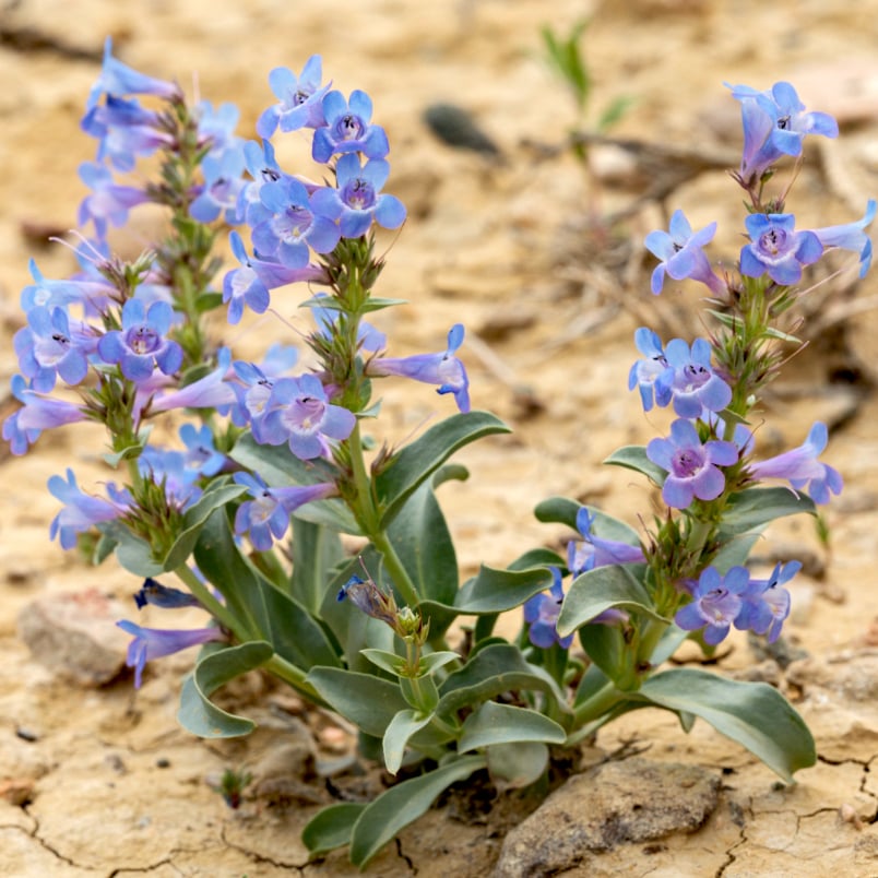 This pollinator-friendly flower is well known for their tubular shape that attracts loads of pollinators, specifically bees and hummingbirds. Native to North America, the Penstemon comes in a variety of colors including pink, purple, blue, and even white.