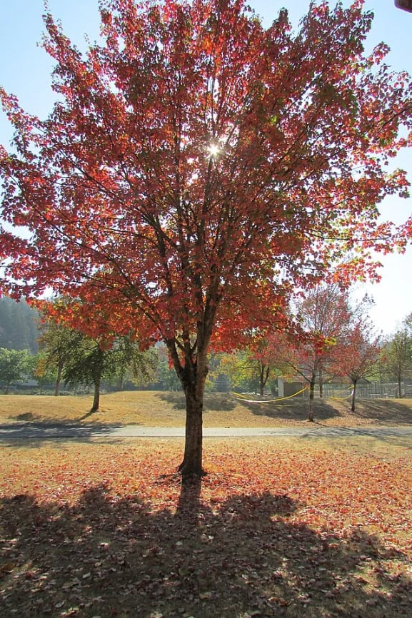 The Rocky Mountain Maple is best known as a drought-tolerant shade tree. Native to western North America, the Rocky Mountain Maple is a relatively small tree reaching heights of 20-30 feet tall.