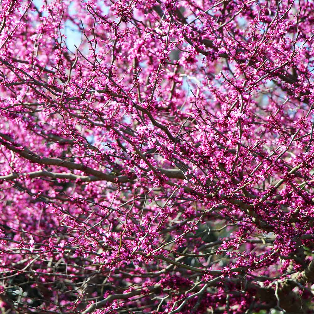 One favorite is the Royal Purple Smoke tree because it has such a unique flair. But we also really love the Eastern Redbud, and for obvious reasons.