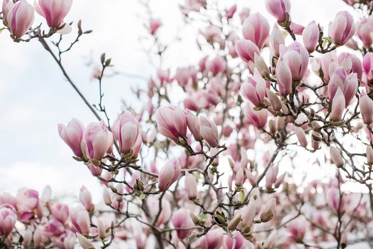 An absolute ornamental favorite and a nice tree for northern Utah grow zone 5 is the saucer magnolia tree.