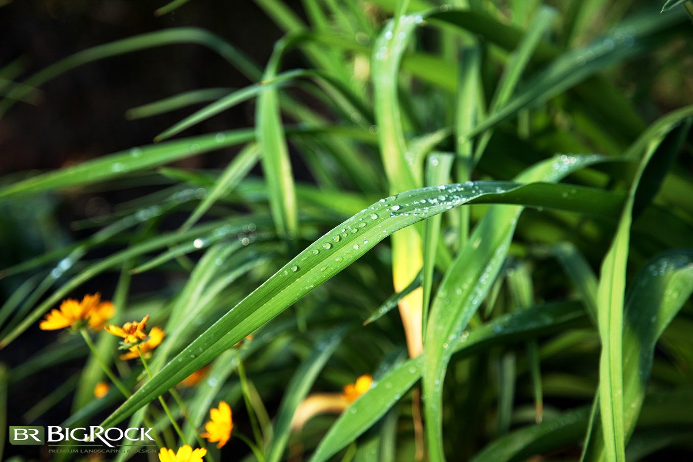 Big Rock Landscaping can point you to the best landscaping plants for Utah, why they work in our climate, and how to create the landscape of your dreams