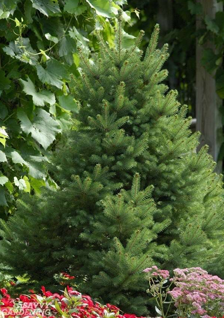 This evergreen requires very little upkeep, especially in pruning, as it generally maintains its classic Christmas tree shape independently. It is also extremely cold-hardy and won’t balk at temperatures as low as -50℉.