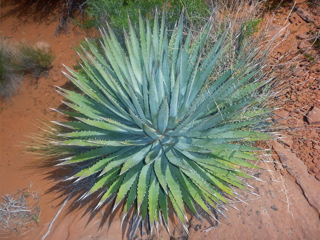 This little plant easily survives Utah’s harsh weather and blooms in late winter. With spiney-edged leaves that grow upward, the Utah Agave can grow up to 12 feet tall in the right conditions.