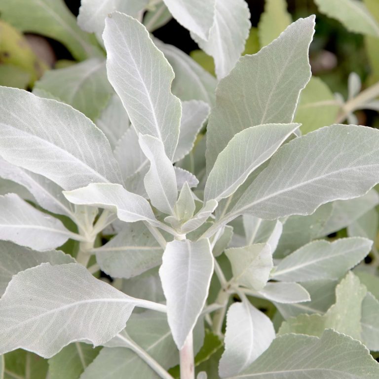 Silvery white leaves are showstoppers on this Utah-native bush. Not only is this plant a simple, easy-to-care-for addition to your landscape, but it smells wonderful and is resistant to rabbits, deer, droughts, and pests.