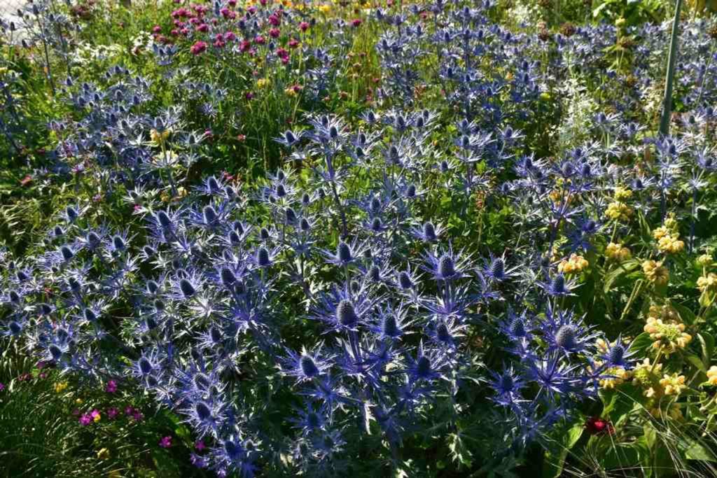 One of the most unique plants in Utah, the blue stems and flowers of the Big Blue Sea Holly are a perfect addition to any Utah yard.