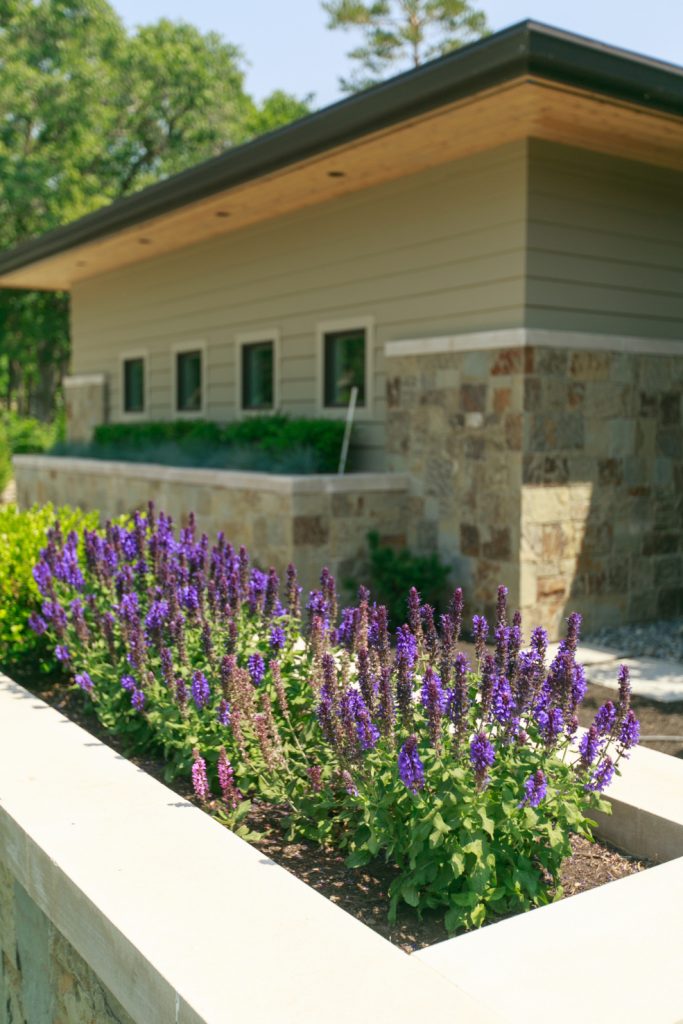 We love salvia because it is beautiful, but we also love that it attracts butterflies and bees and is deer-resistant.