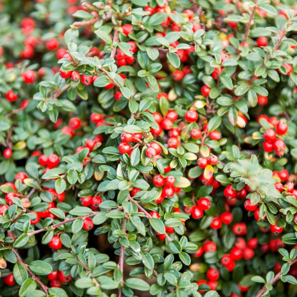 This low-growing shrub brings a little organized chaos to your yard with crisscrossing branches and plenty of sturdy oval leaves all year—but don’t worry, they share the spotlight with pretty white blossoms come spring!