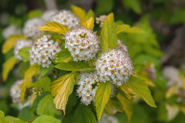 Ninebark is a fairly no-fuss shrub, once established in your yard. It requires very little water, making a perfect drought-tolerant Utah shrub to add to your landscaping.