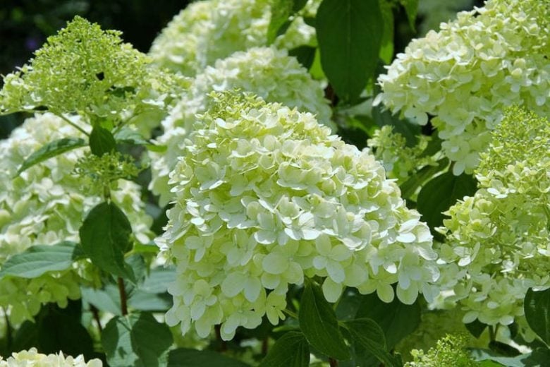 The iconic flowers of the hydrangea bush can actually age gracefully past their initial summer burst, turning from their bright white-green to an eventual pink to reddish burgundy as fall progresses.