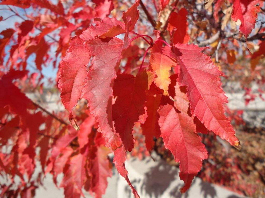 The Amur Maple is a smaller tree, often with a sprawling multi-trunk form covered in smooth, gray-brown bark. They’re perfect for ornamental application in landscaping and can even do well in pots or under power lines because of their short stature (typically less than 20 feet).