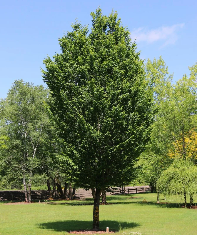 Hornbeams are a deciduous birch variety that doesn’t require a lot of maintenance. For instance, the need to prune is rare because of their natural pyramid-like shape. Their dense foliage provides plenty of shade and a gorgeous golden color in the fall.