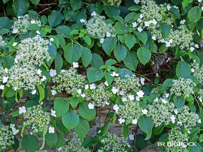 Climbing Hydrangeas offer many benefits to Utah gardeners. With the right training, they will climb walls and trellises. They are also more shade tolerant than other plants, making them a great choice for the northern and eastern sides of the home.