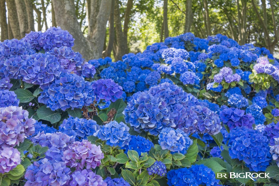 Nikko Blue Hydrangeas do best in partial shade and do better when protected from direct afternoon sun.